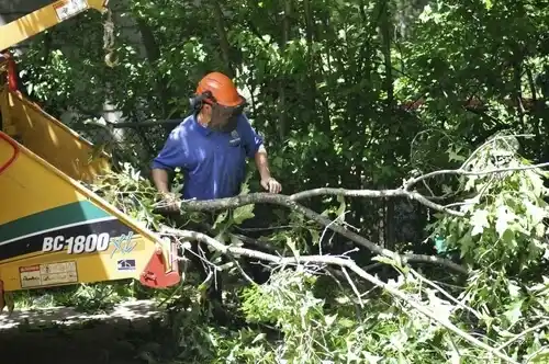 tree services Wakefield